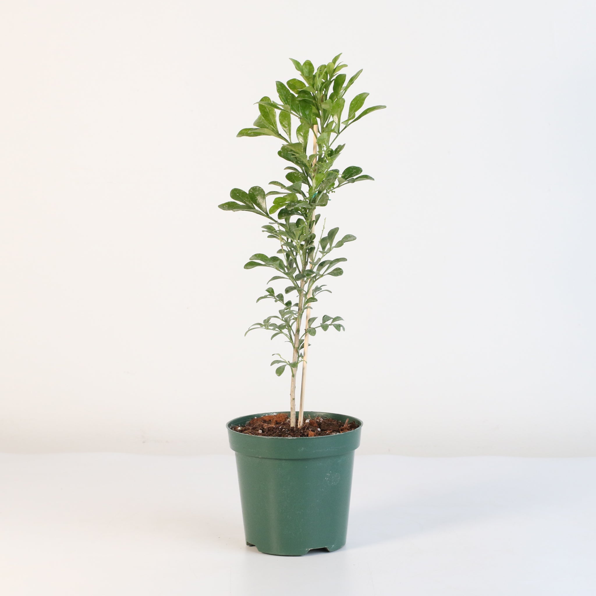 Chinese Perfume Plant (Aglaia Odorata) - Cheeky Garden