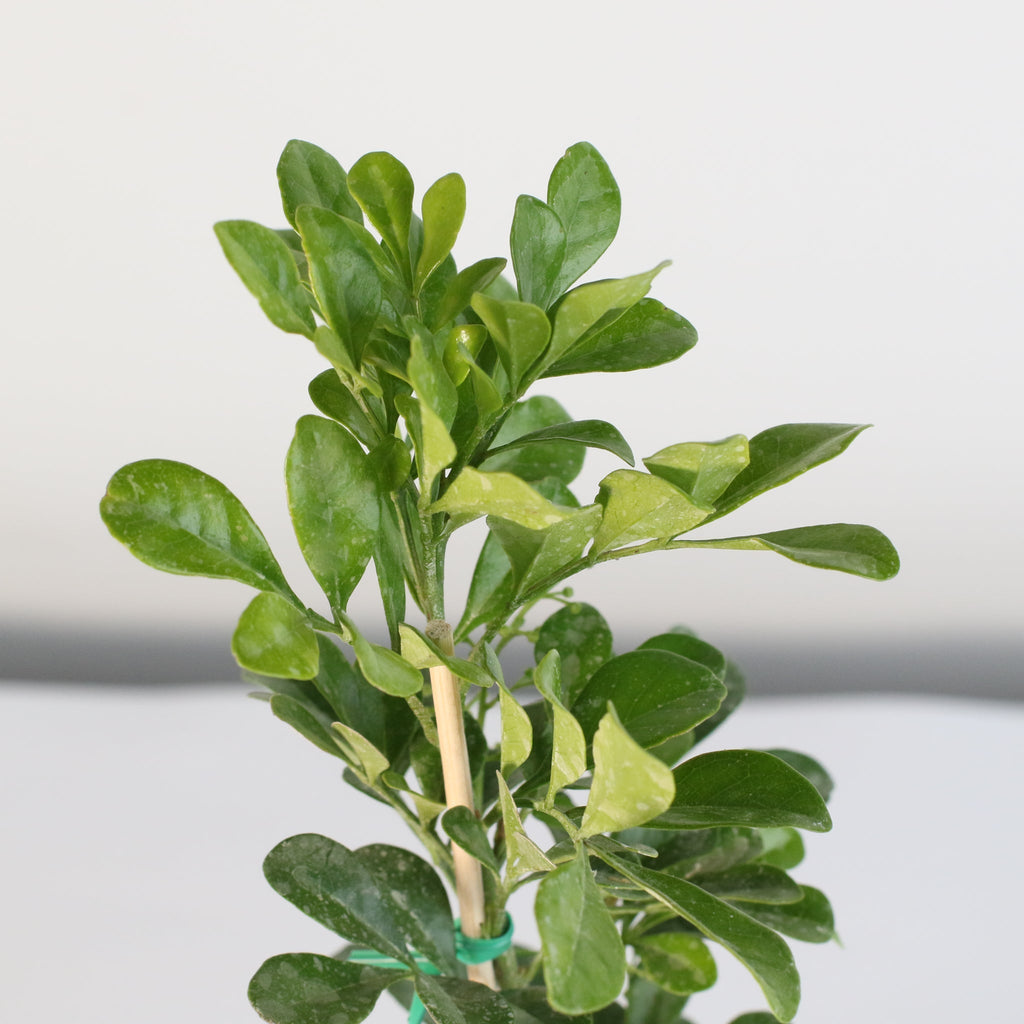 Chinese Perfume Plant (Aglaia Odorata) - Cheeky Garden