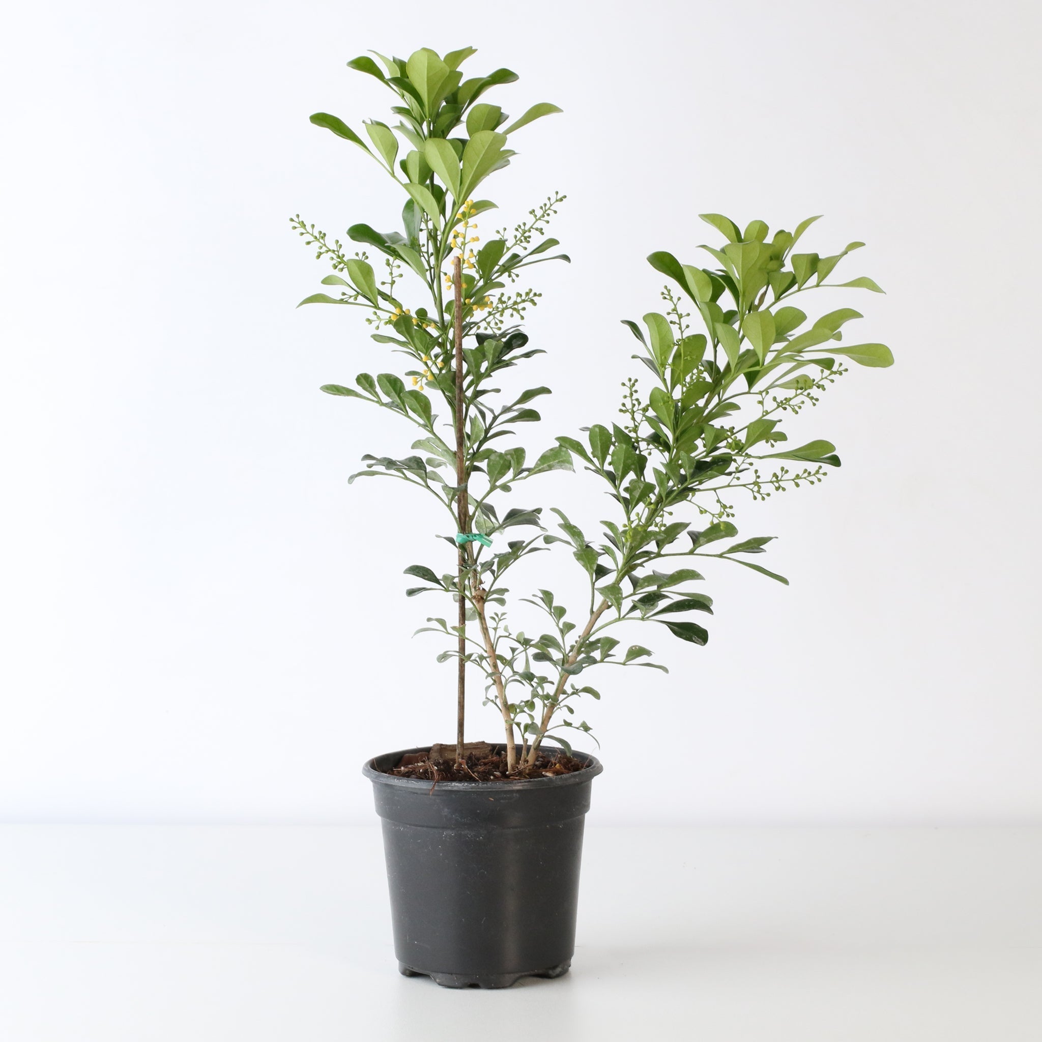 Chinese Perfume Plant (Aglaia Odorata) - Cheeky Garden