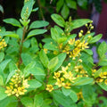 Chinese Perfume Plant (Aglaia Odorata) - Cheeky Garden