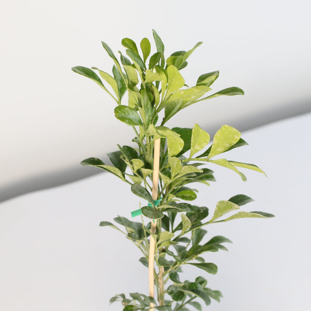 Chinese Perfume Plant (Aglaia Odorata) - Cheeky Garden