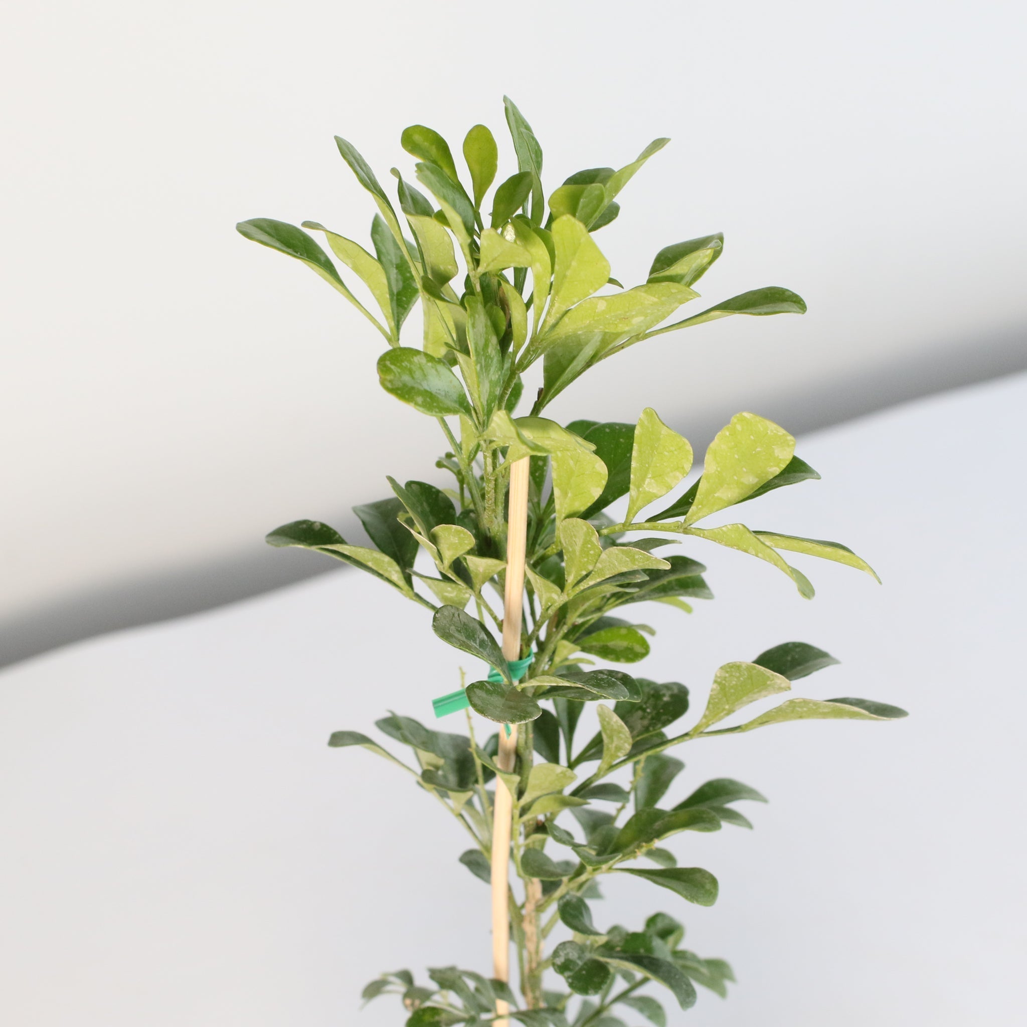 Chinese Perfume Plant (Aglaia Odorata) - Cheeky Garden