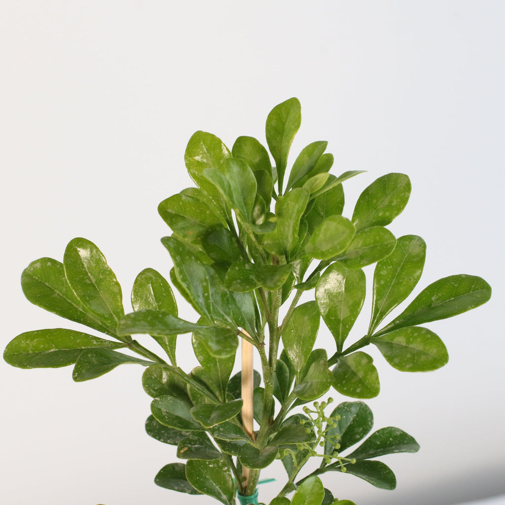 Chinese Perfume Plant (Aglaia Odorata) - Cheeky Garden