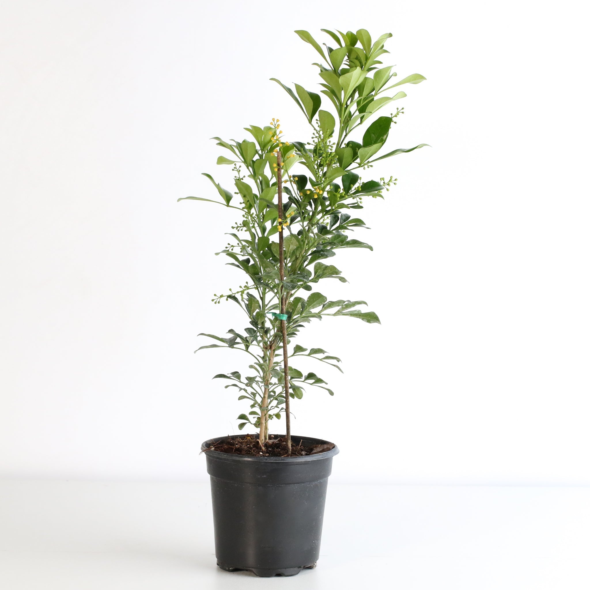Chinese Perfume Plant (Aglaia Odorata) - Cheeky Garden