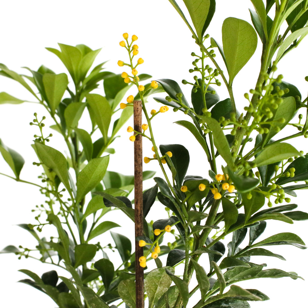 Chinese Perfume Plant (Aglaia Odorata) - Cheeky Garden