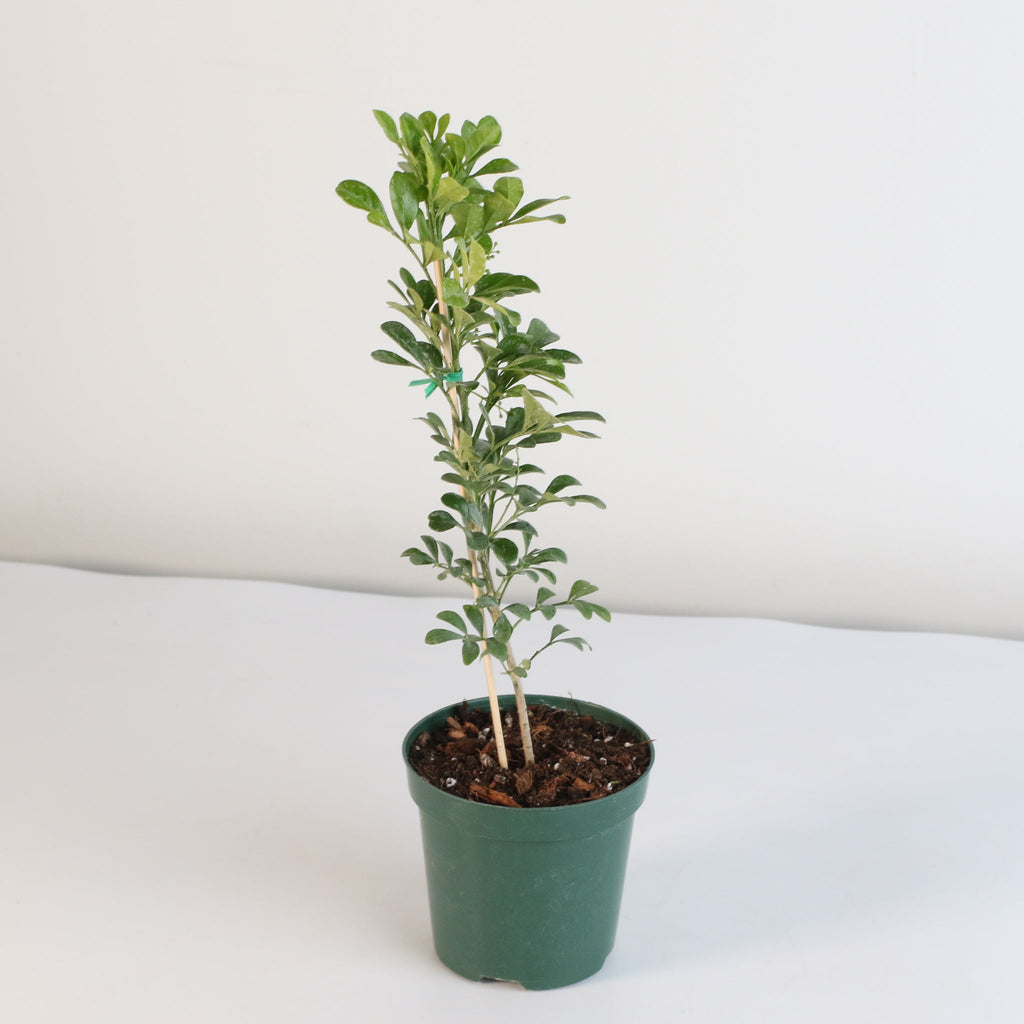 Chinese Perfume Plant (Aglaia Odorata) - Cheeky Garden