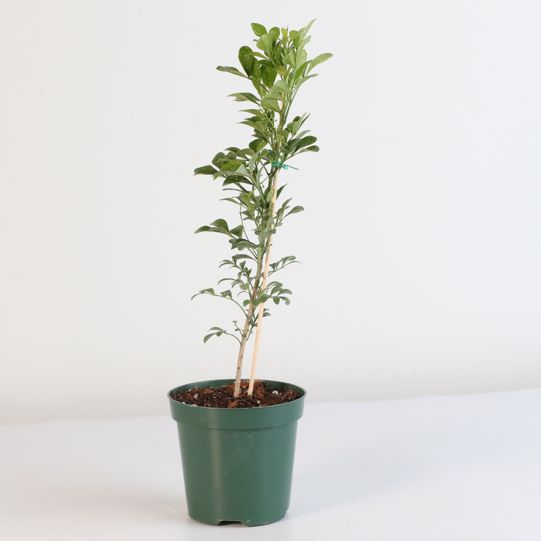 Chinese Perfume Plant (Aglaia Odorata) - Cheeky Garden