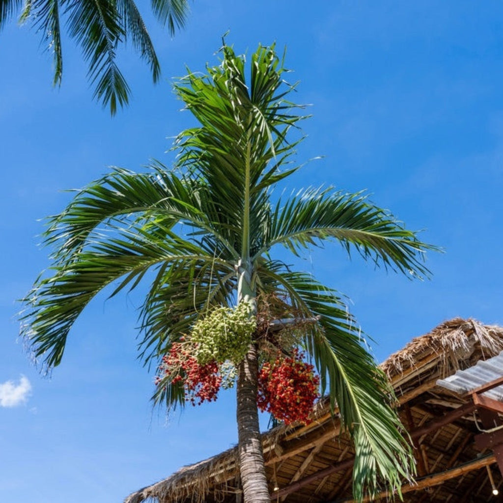Christmas Palm Tree - Cheeky Garden