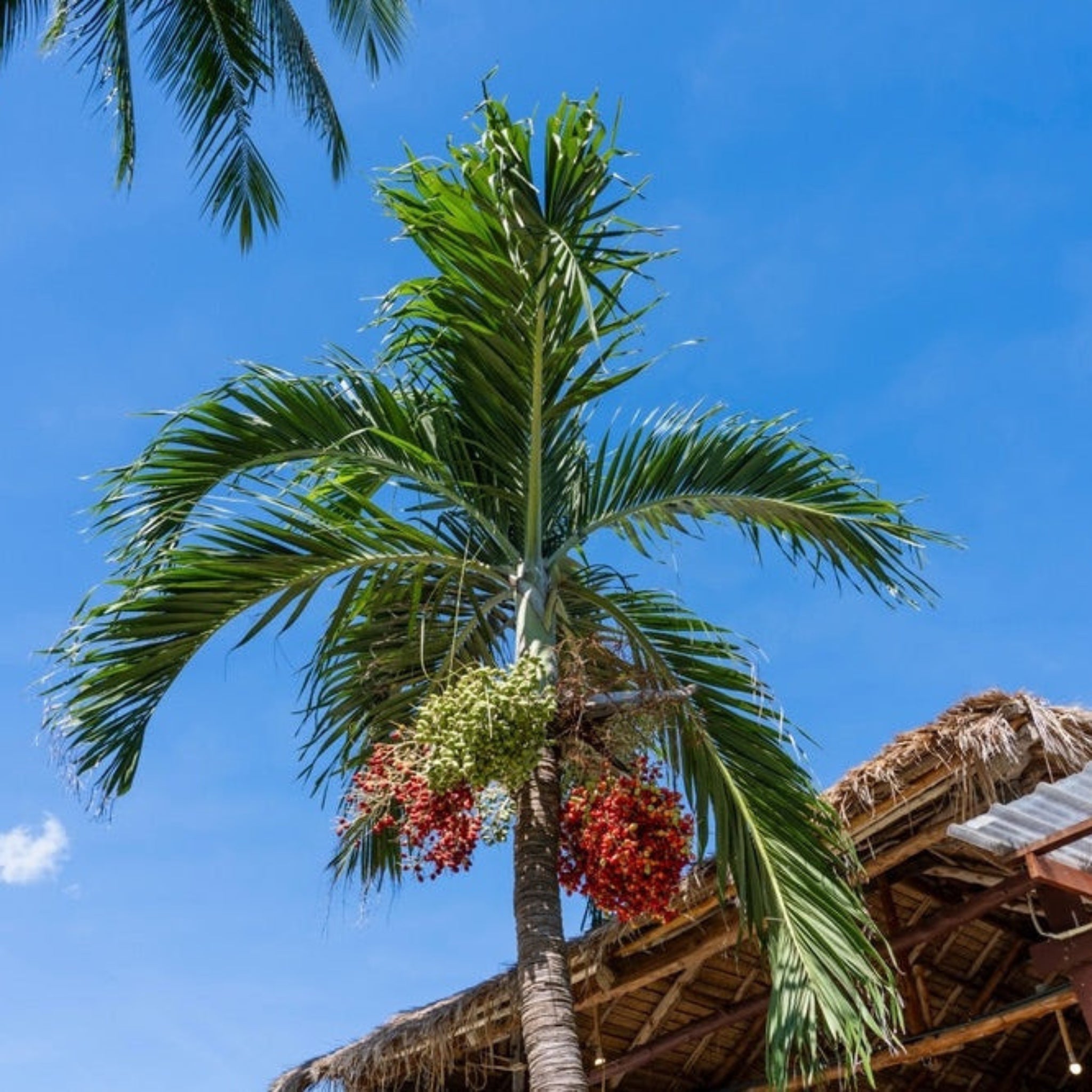 Christmas Palm Tree - Cheeky Garden
