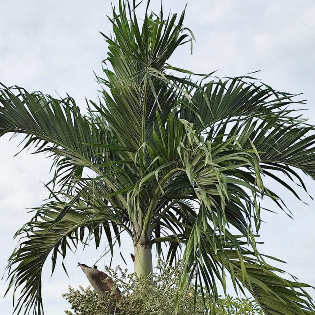 Christmas Palm Tree - Cheeky Garden