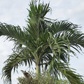 Christmas Palm Tree - Cheeky Garden