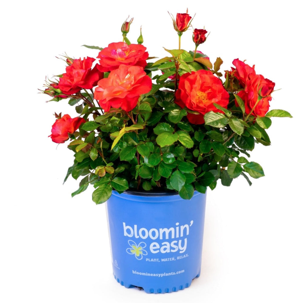 Cinnamon Hearts™ Rose - Cheeky Garden