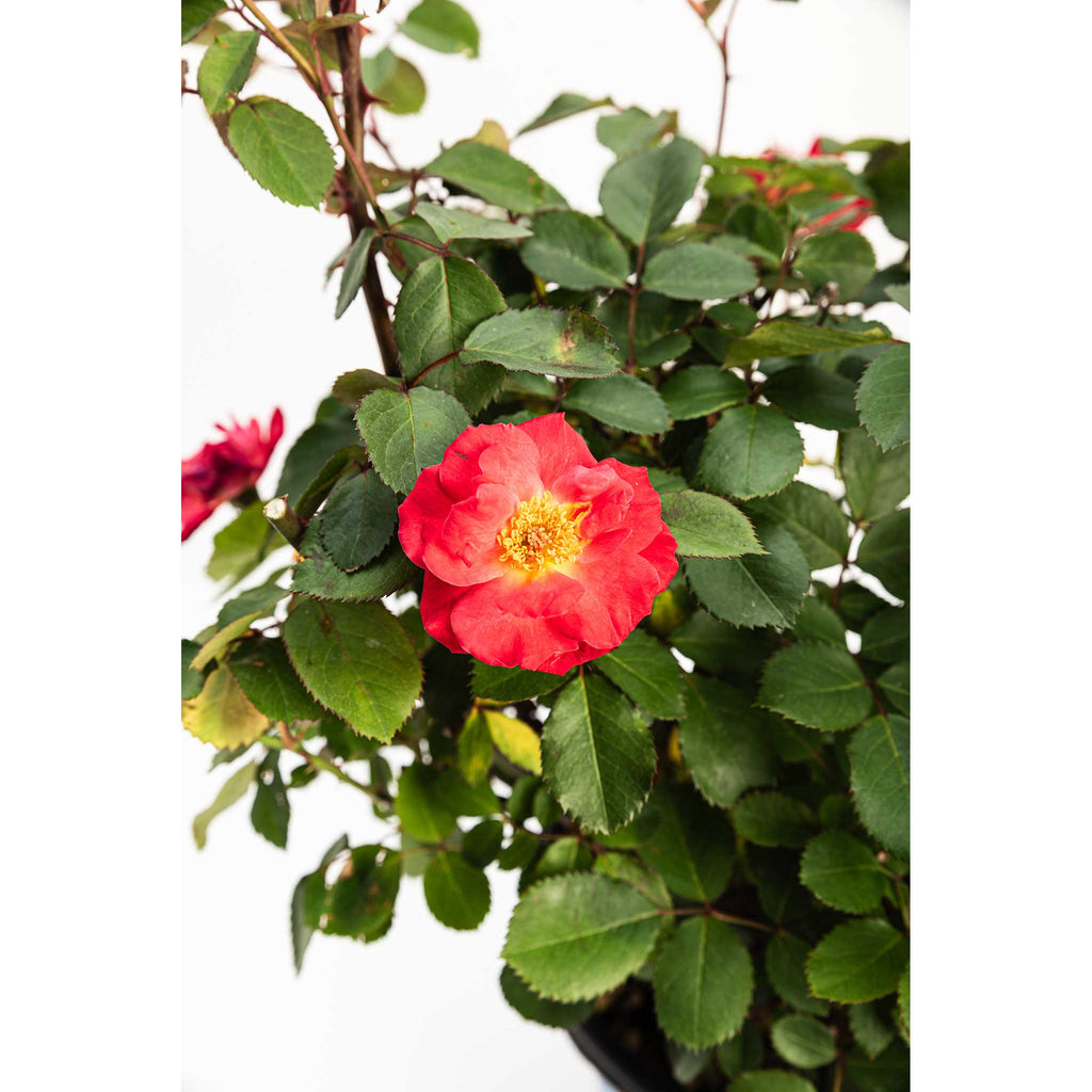 Cinnamon Hearts™ Rose - Cheeky Garden