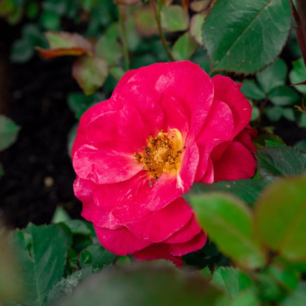 Cinnamon Hearts™ Rose - Cheeky Garden