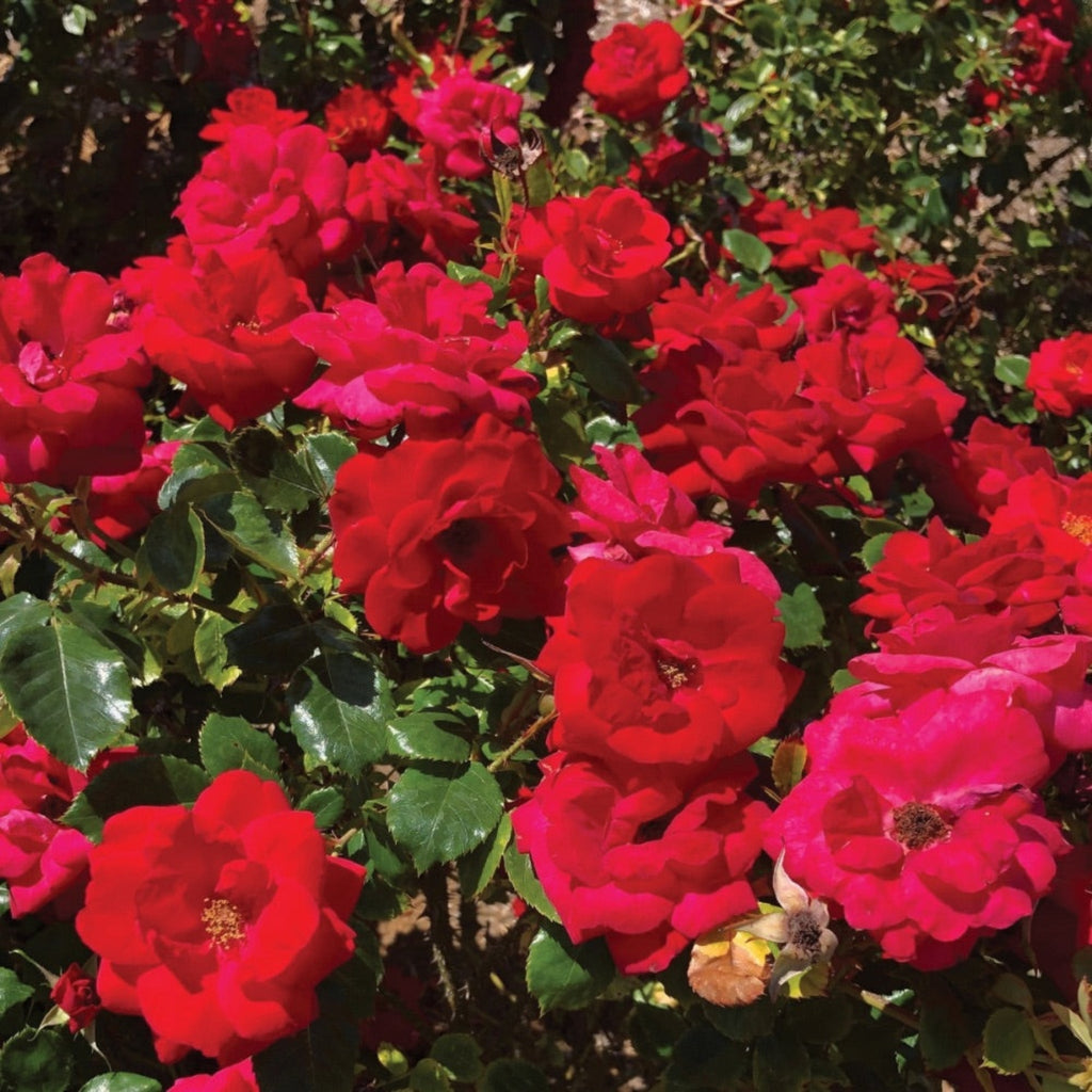 Cinnamon Hearts™ Rose - Cheeky Garden