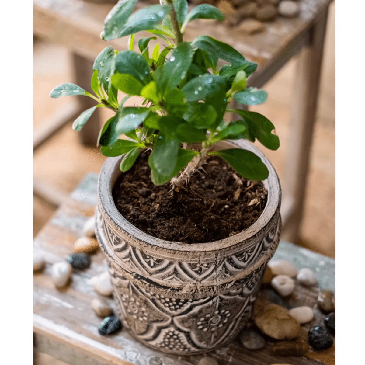 Classic Element Art Planter Clay Flowerpot - Cheeky Garden