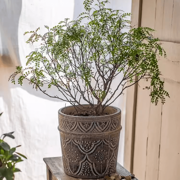 Classic Element Art Planter Clay Flowerpot - Cheeky Garden