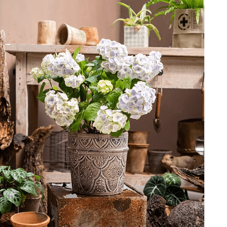 Classic Element Art Planter Clay Flowerpot - Cheeky Garden