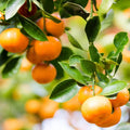 Clementine Mandarin Tree - Cheeky Garden