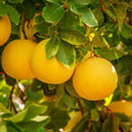 Cocktail Semi-Dwarf Grapefruit Tree - Cheeky Garden