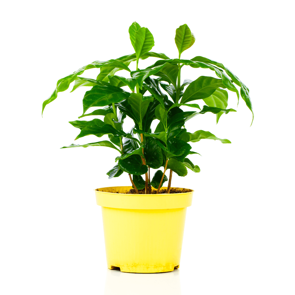 Coffee Plant (Coffea Arabica) - Cheeky Garden