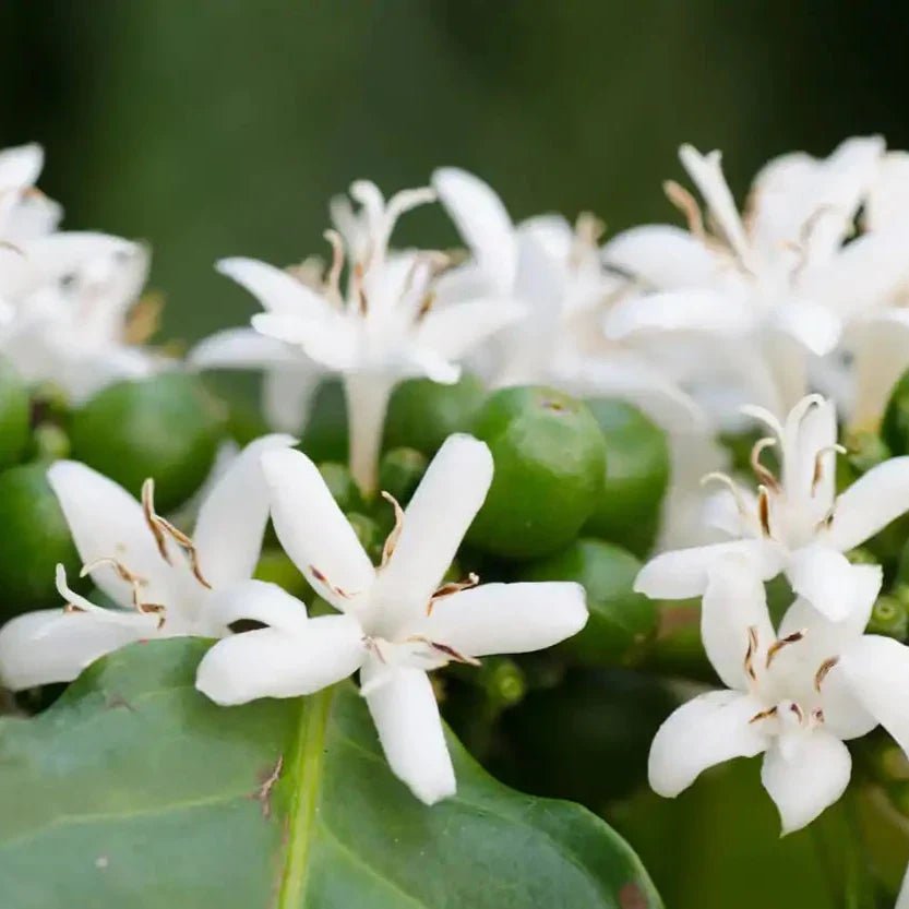 Coffee Plant (Coffea Arabica) - Cheeky Garden