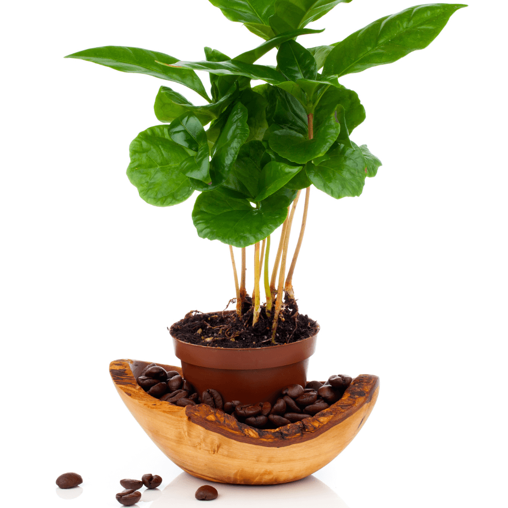 Coffee Plant (Coffea Arabica) - Cheeky Garden
