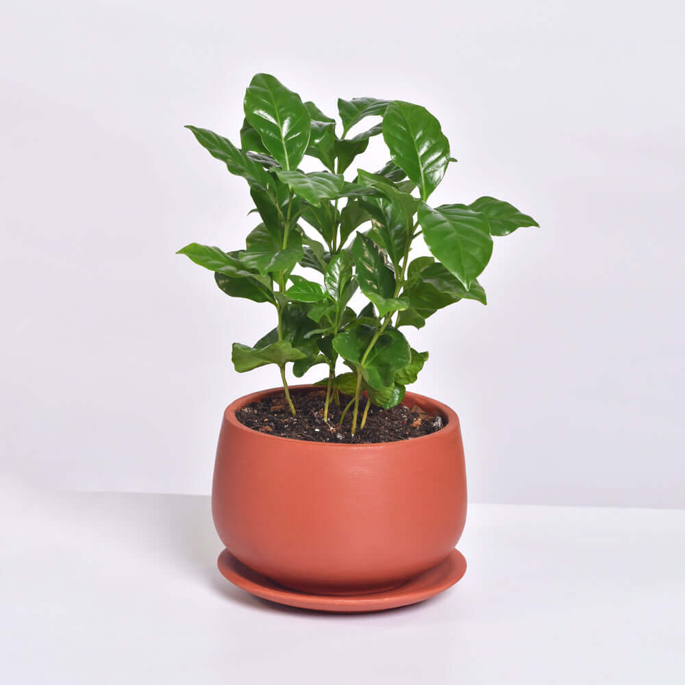 Coffee Plant (Coffea Arabica) - Cheeky Garden
