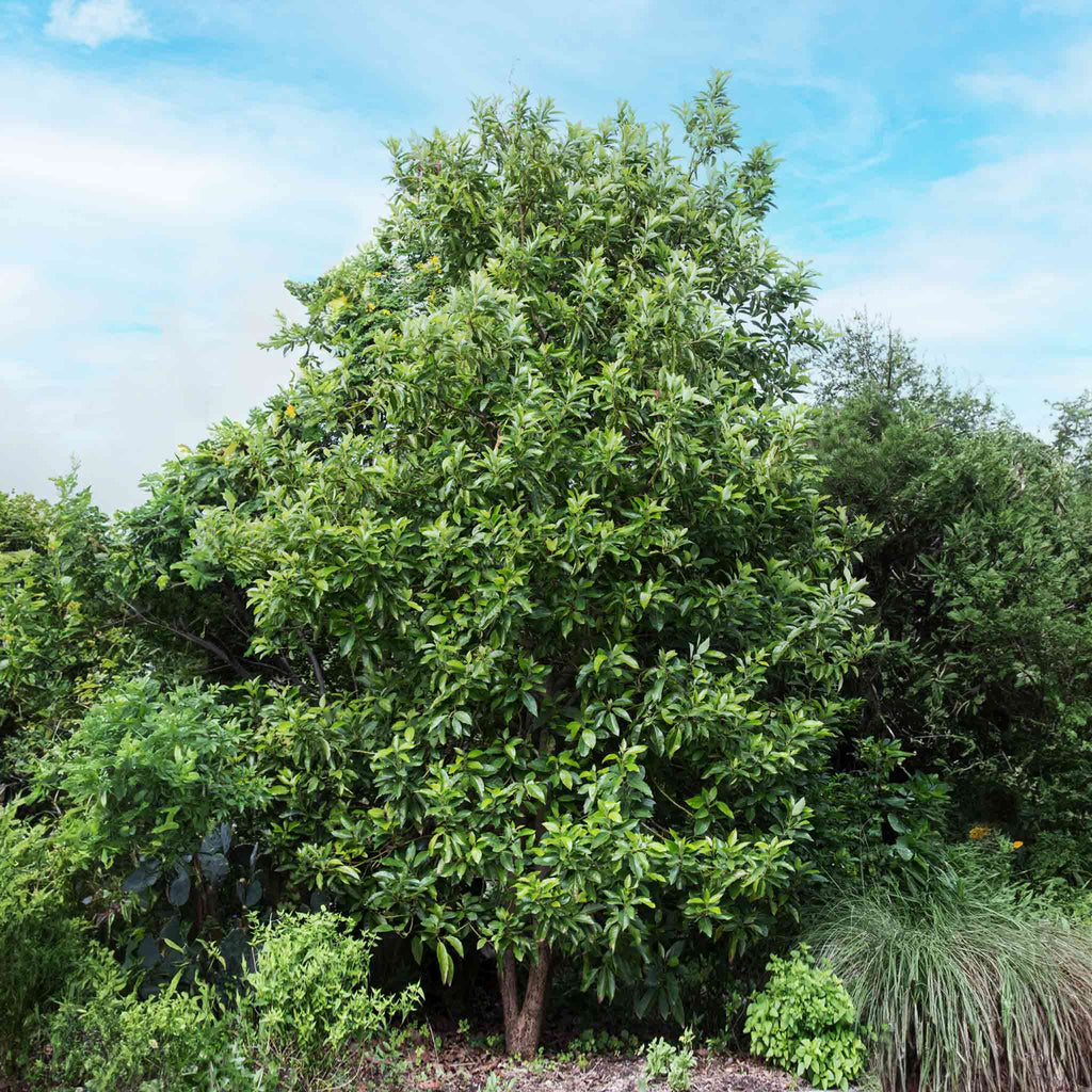 Cold Hardy Avocado Tree - Cheeky Garden