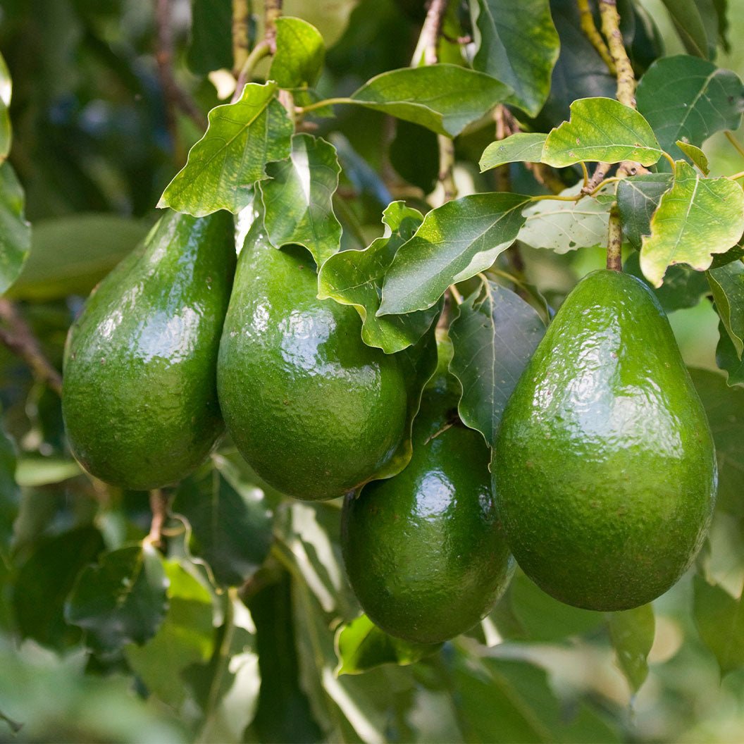 Cold Hardy Avocado Tree - Cheeky Garden