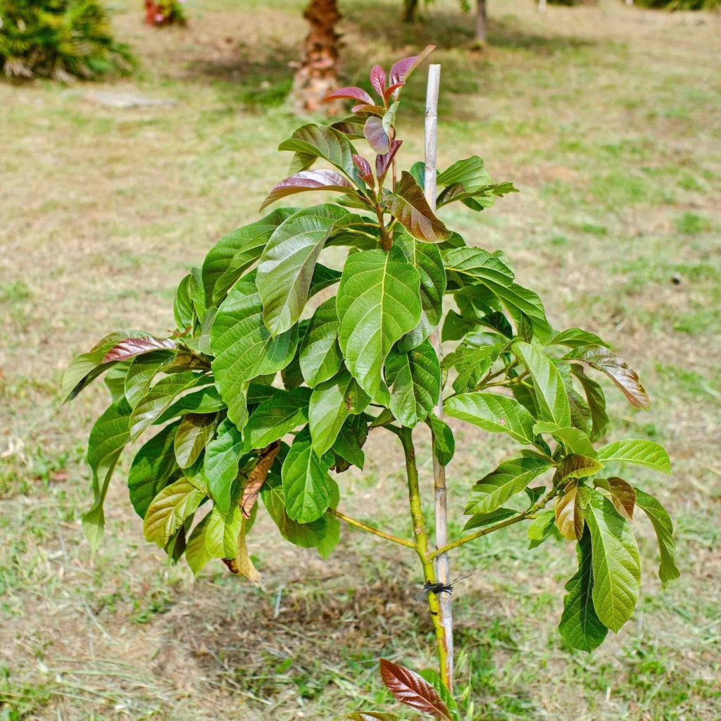 Cold Hardy Avocado Tree - Cheeky Garden
