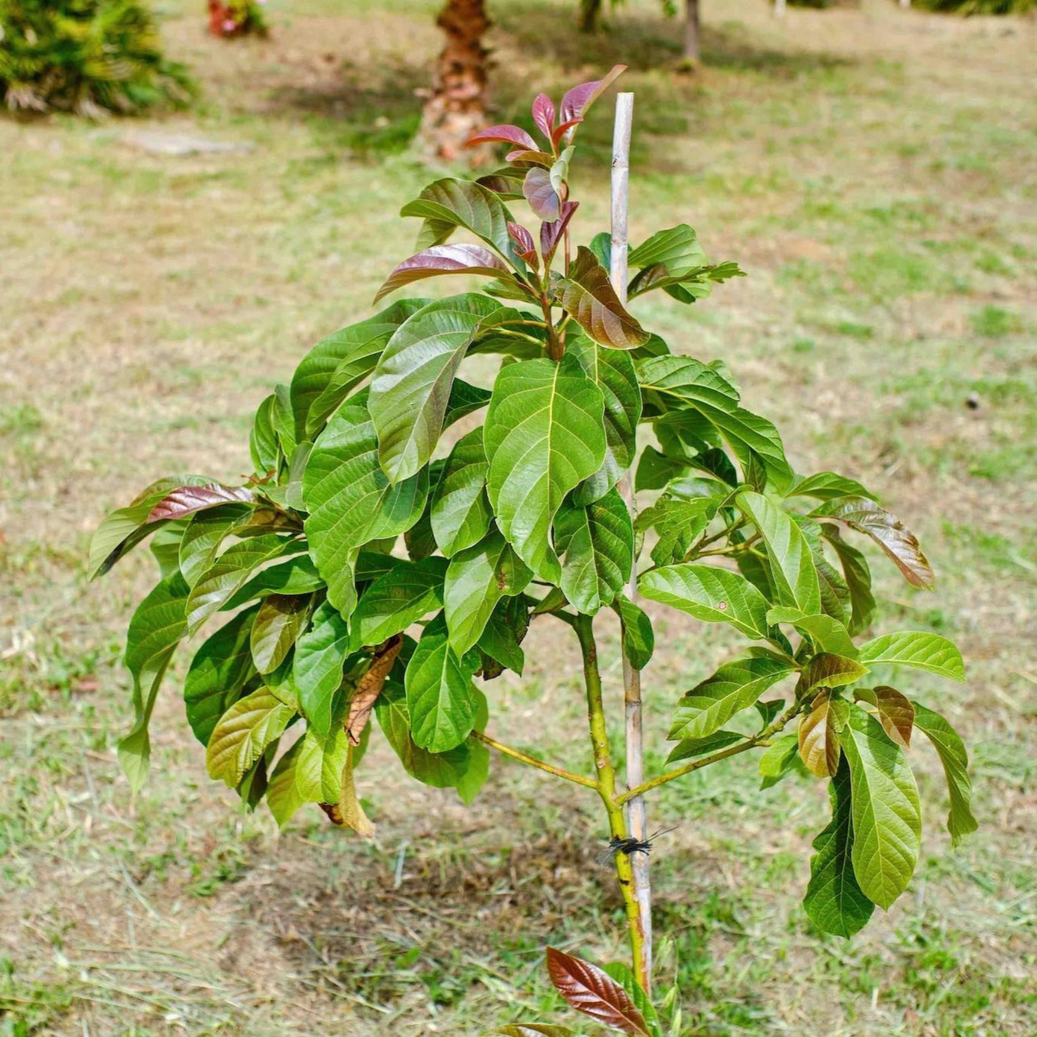 Cold Hardy Avocado Tree - Cheeky Garden