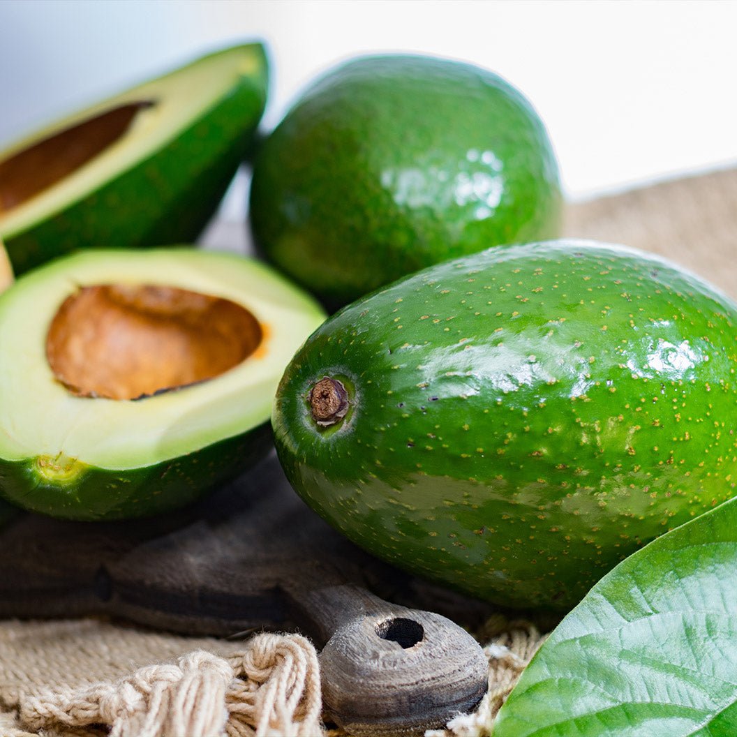 Cold Hardy Avocado Tree - Cheeky Garden