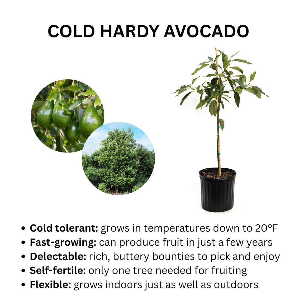 Cold Hardy Avocado Tree - Cheeky Garden