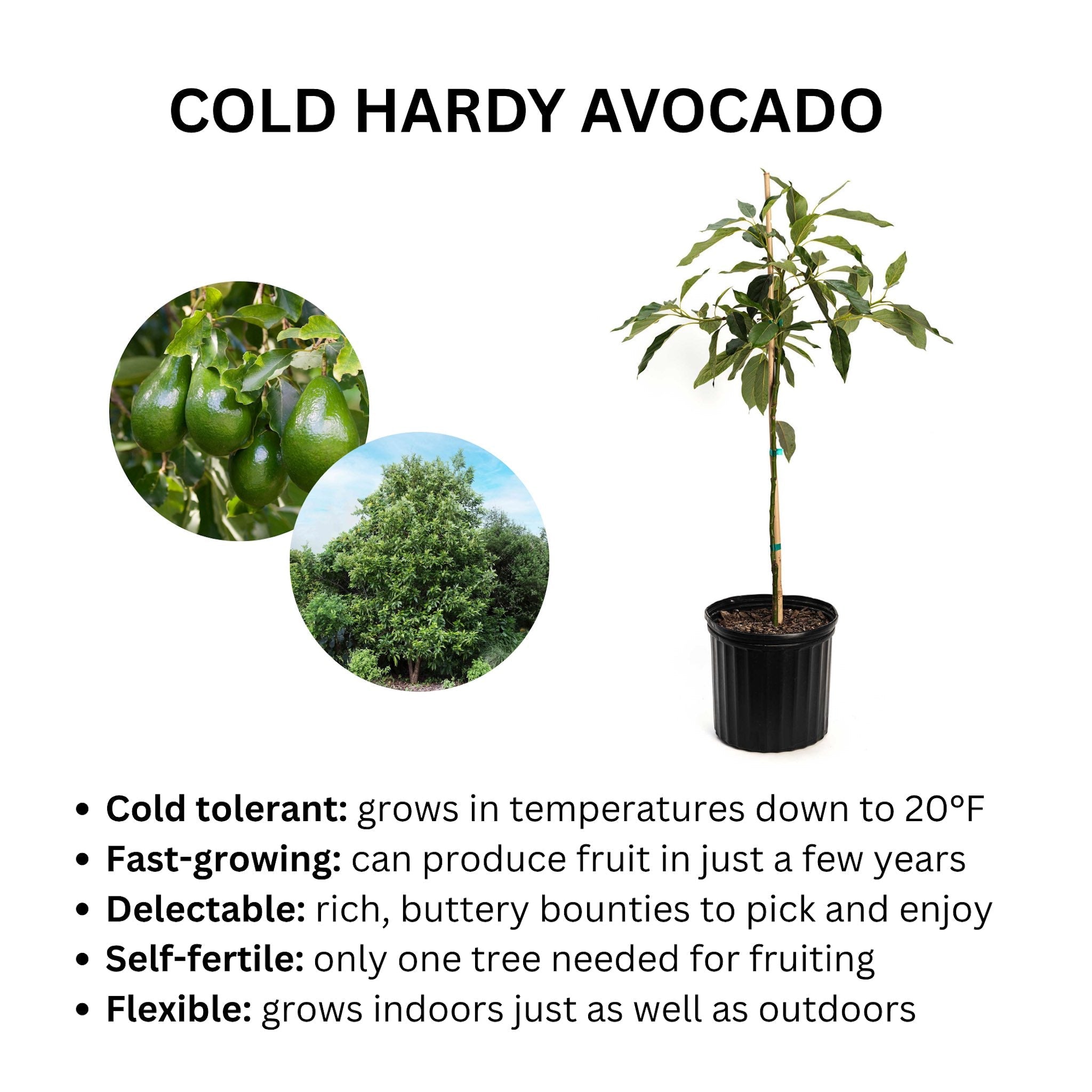 Cold Hardy Avocado Tree - Cheeky Garden