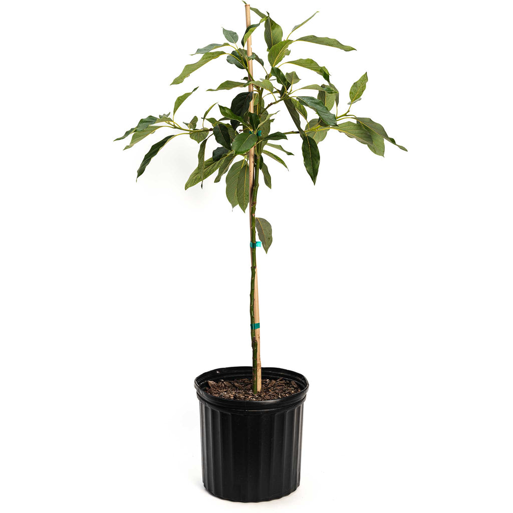 Cold Hardy Avocado Tree - Cheeky Garden
