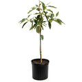 Cold Hardy Avocado Tree - Cheeky Garden