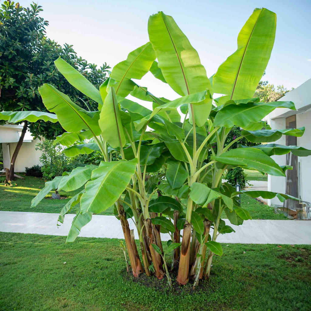 Cold Hardy Banana Tree - Cheeky Garden