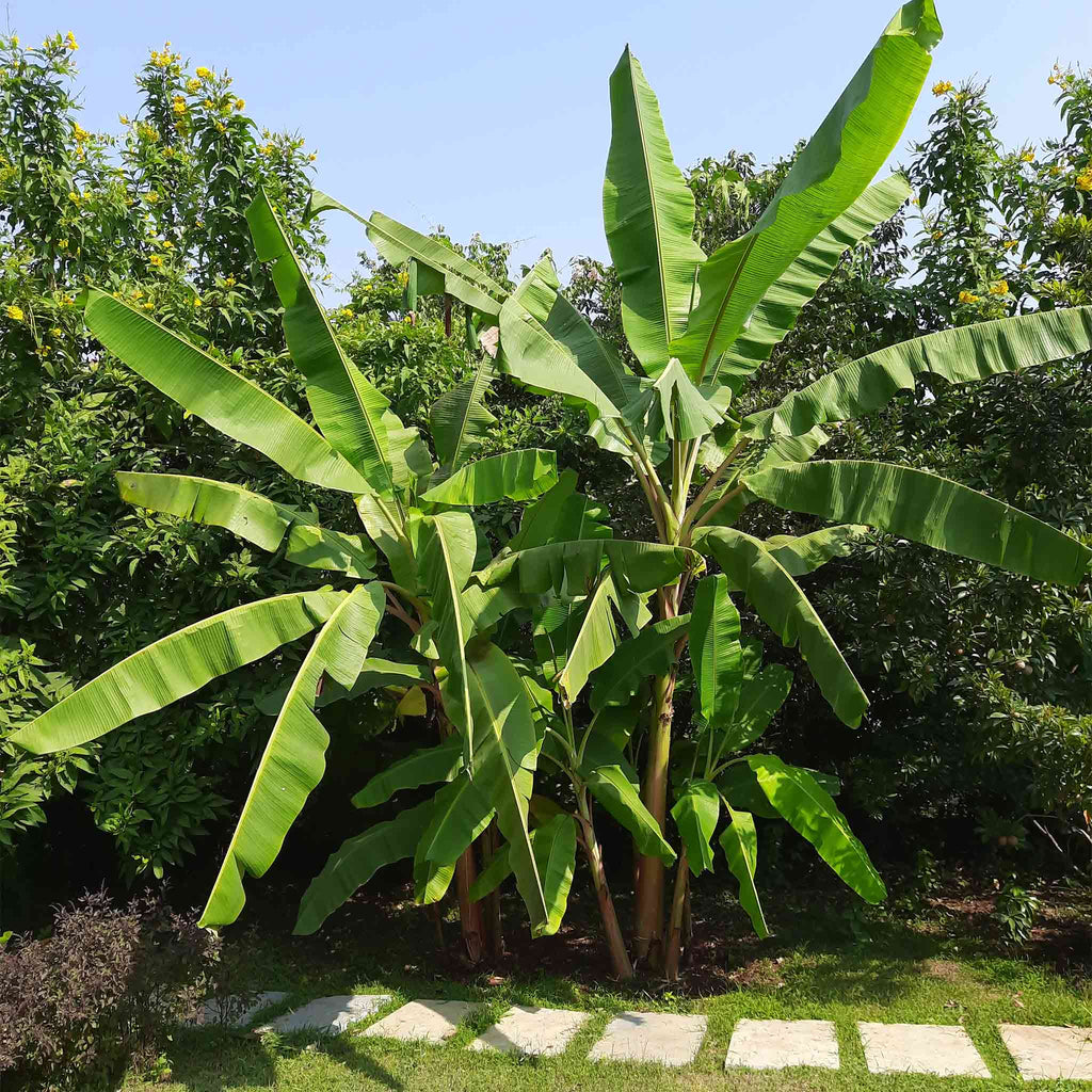 Cold Hardy Banana Tree - Cheeky Garden