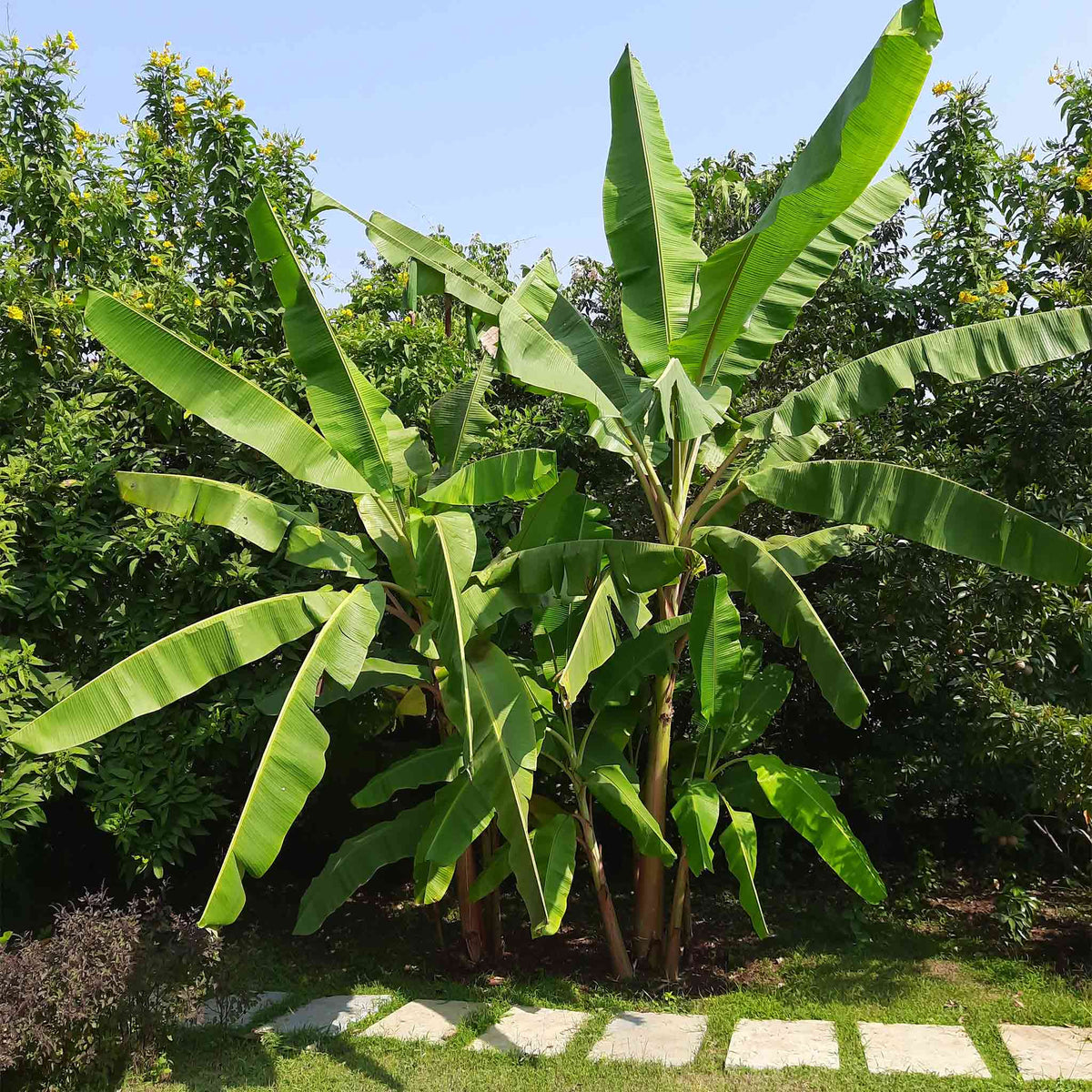 Cold Hardy Banana Tree - Cheeky Garden