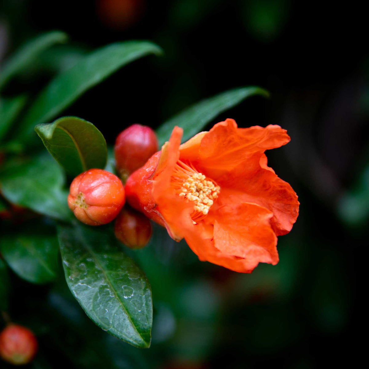 Cold Hardy Red Pomegranate Tree - Cheeky Garden