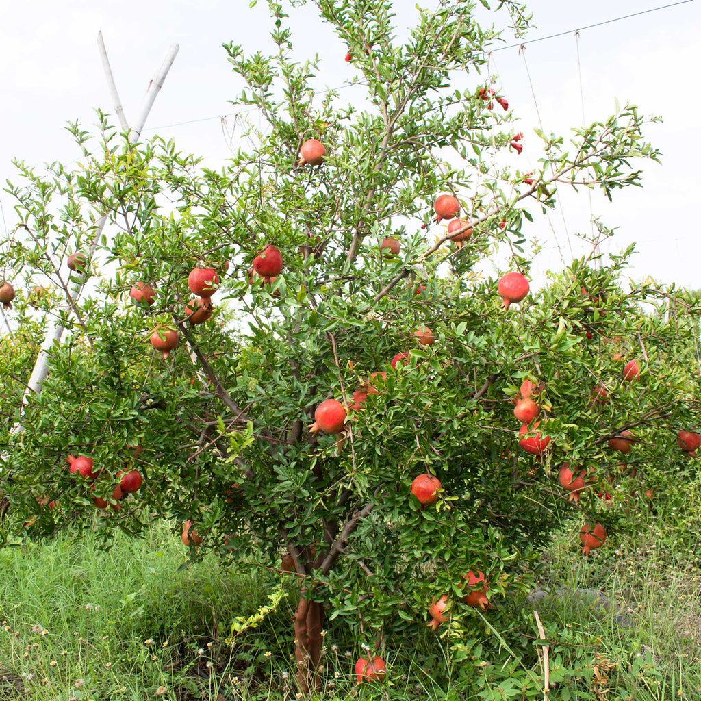 Cold Hardy Red Pomegranate Tree - Cheeky Garden