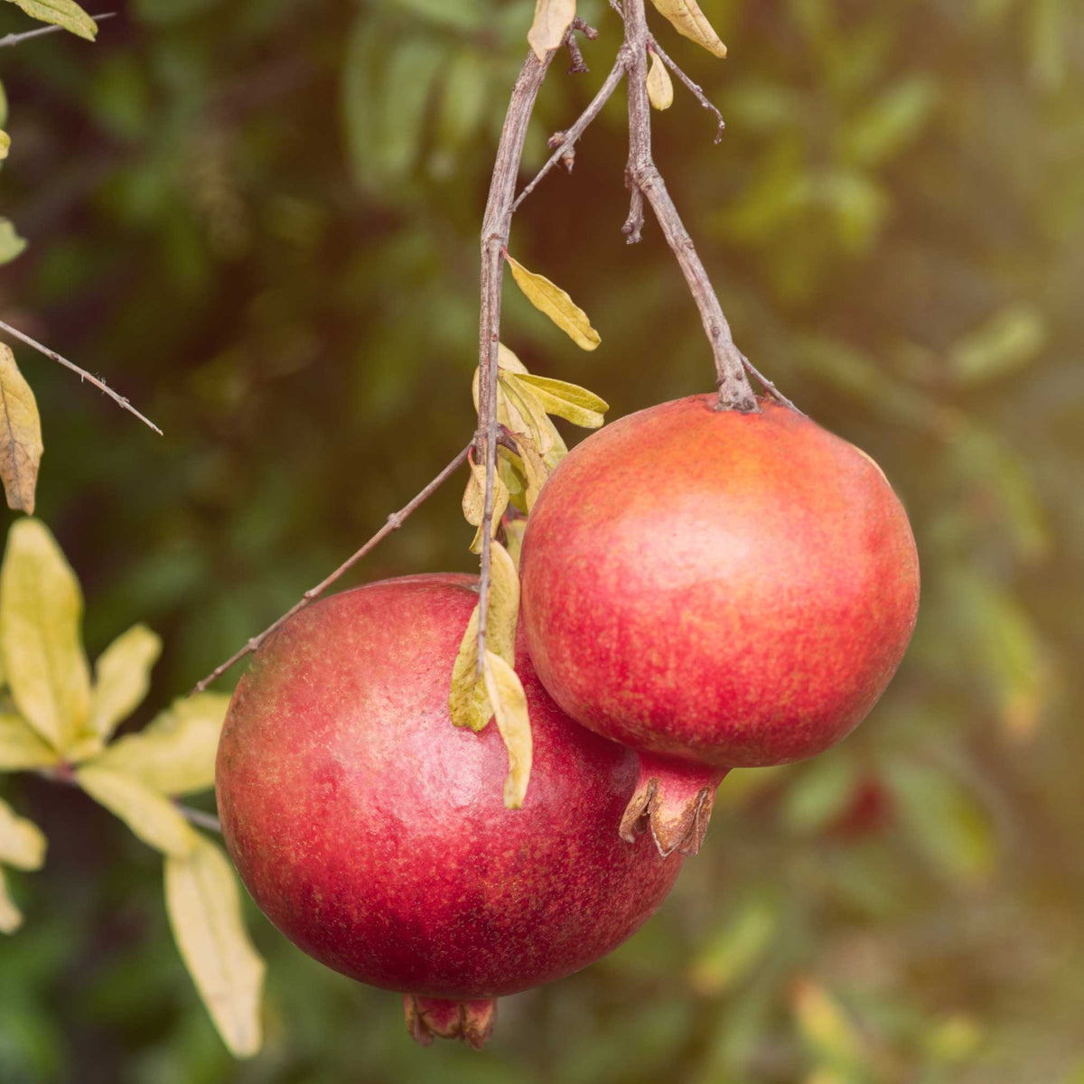 Cold Hardy Red Pomegranate Tree - Cheeky Garden