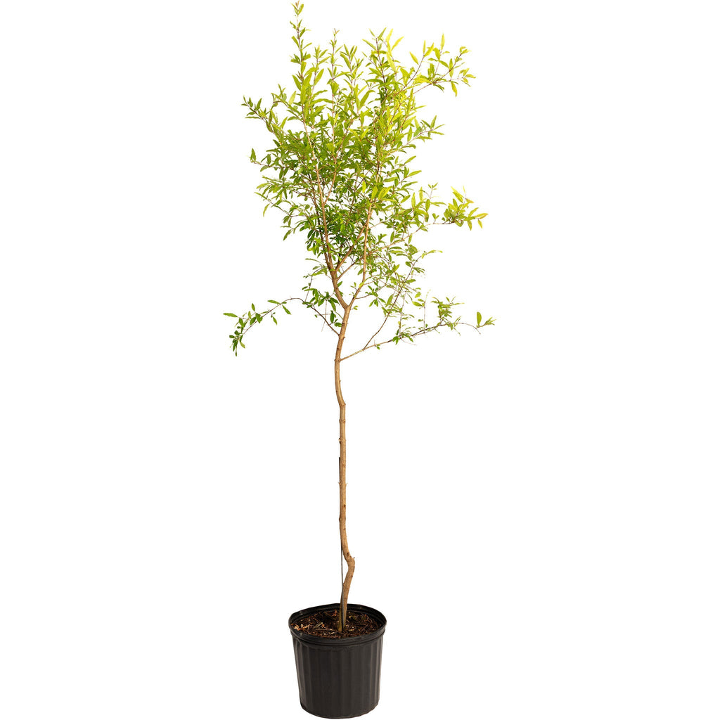 Cold Hardy Red Pomegranate Tree - Cheeky Garden