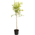 Cold Hardy Red Pomegranate Tree - Cheeky Garden