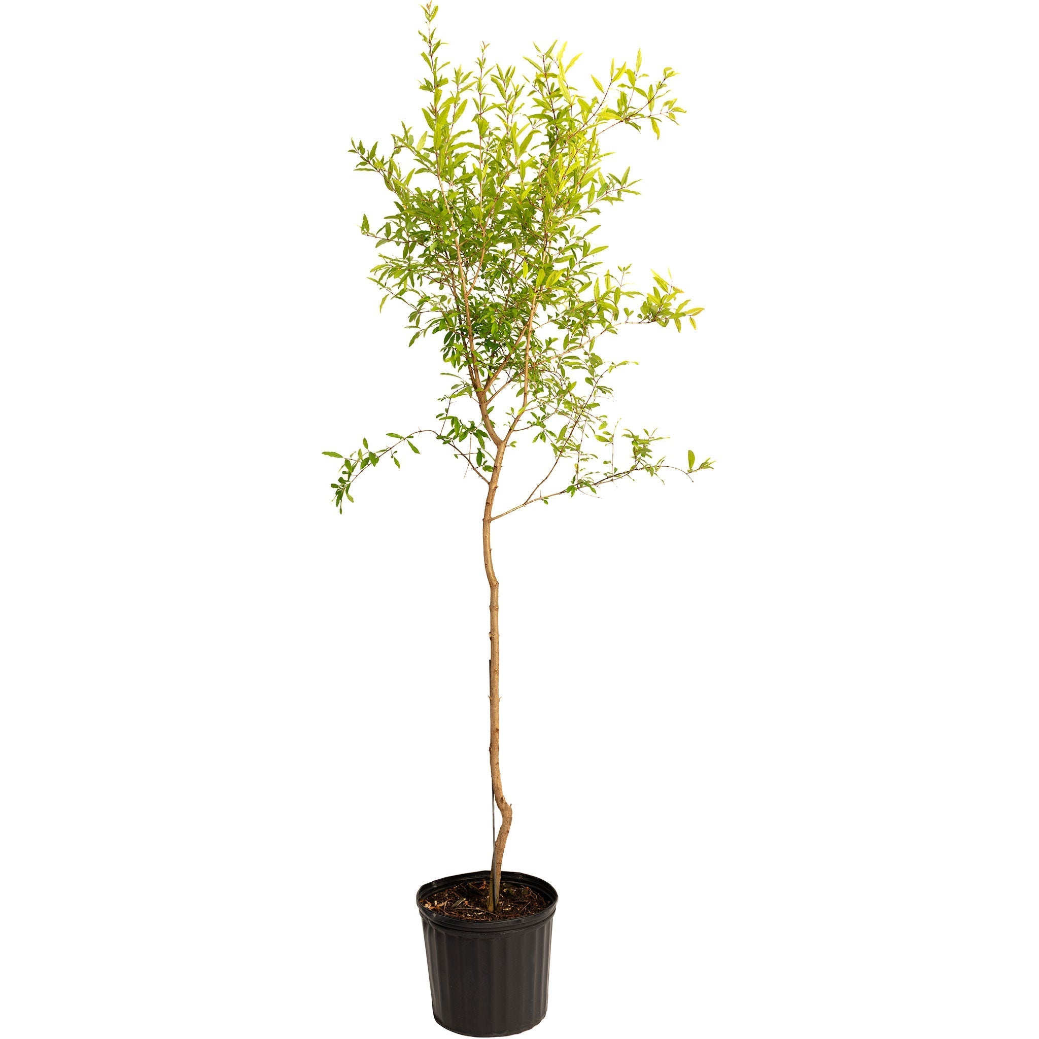 Cold Hardy Red Pomegranate Tree - Cheeky Garden