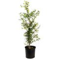 Cold Hardy Red Pomegranate Tree - Cheeky Garden