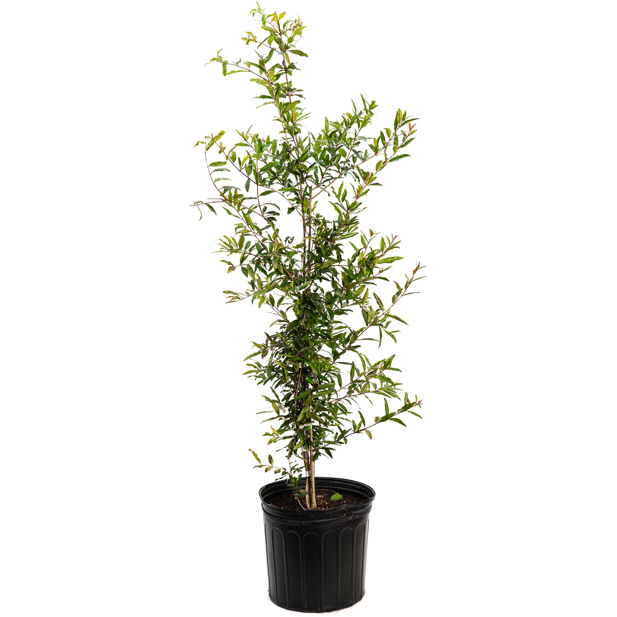 Cold Hardy Red Pomegranate Tree - Cheeky Garden