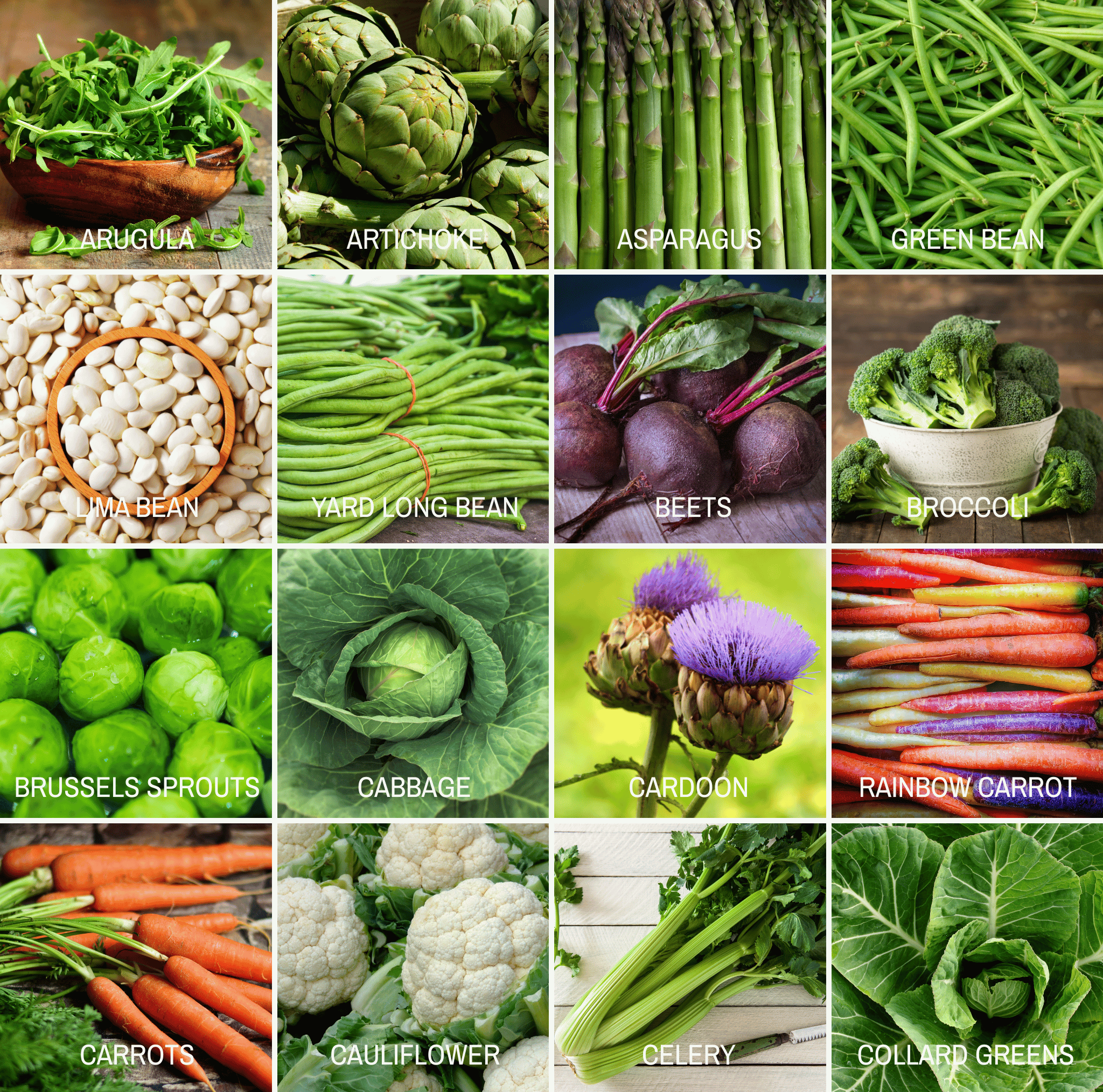 Community Garden Survival Seed Vault – 120 Seed Varieties - Cheeky Garden