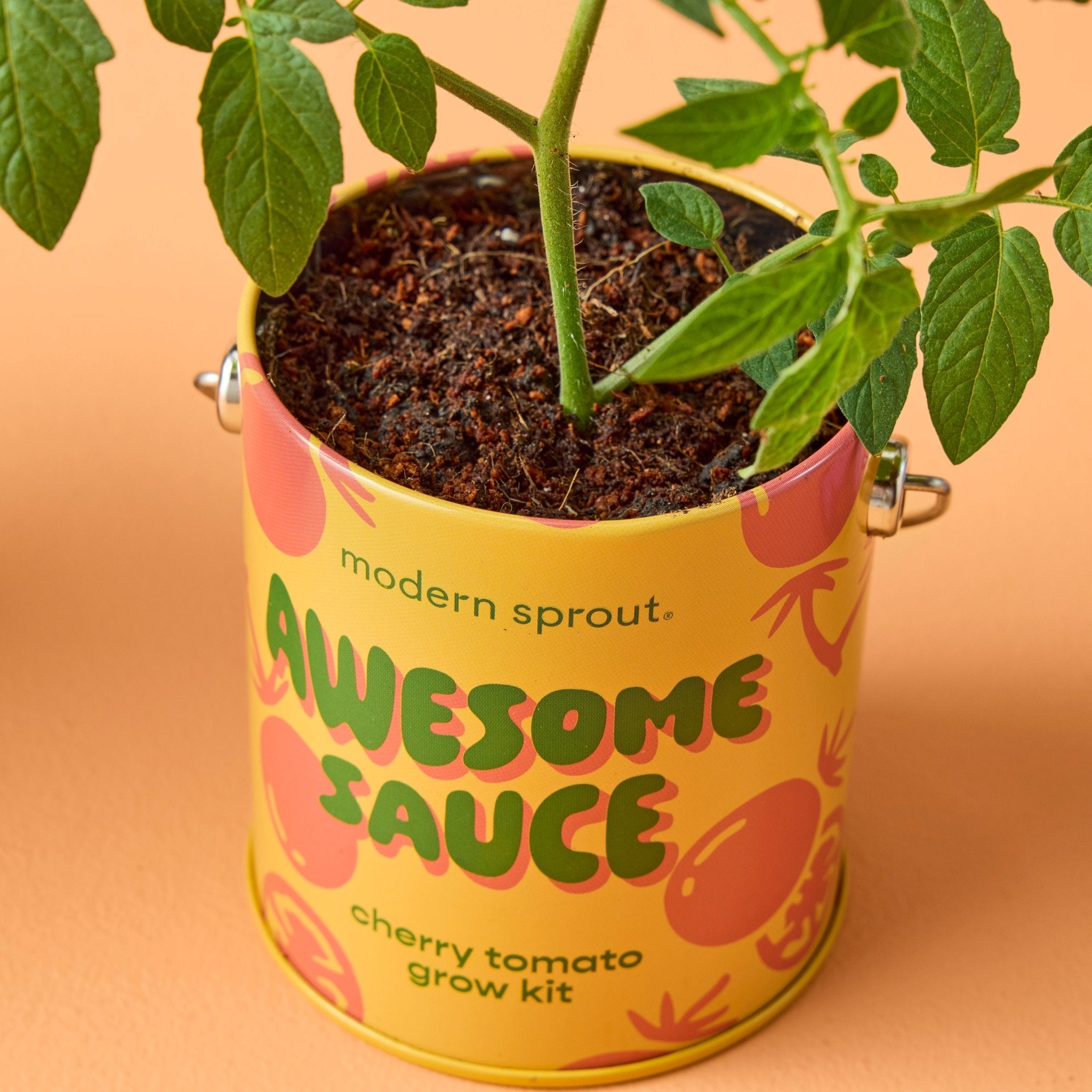 Complimentary Colors Grow Kits - Cheeky Garden